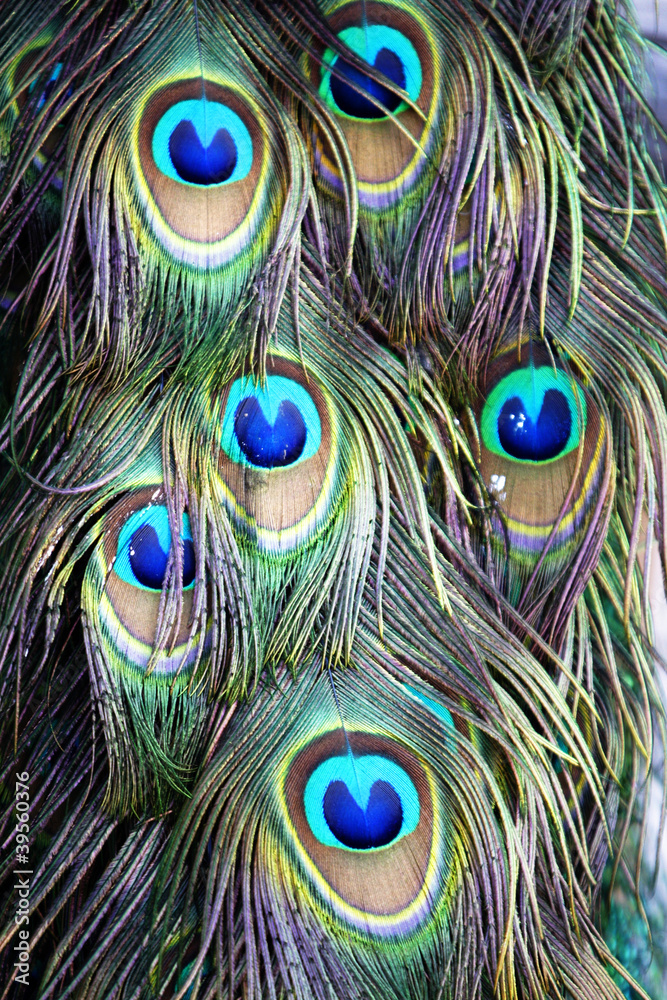 Naklejka premium Peacock