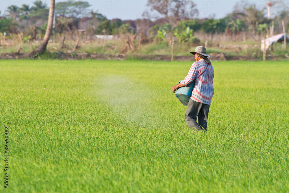 Farmer sowing organic fertilizer Farmer sowing organic fertilizer