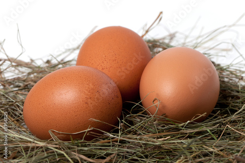 Chicken eggs in nest