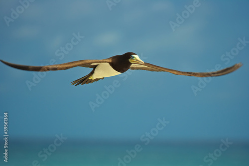 Yellow footed black white booby bird in spread wing flight photo