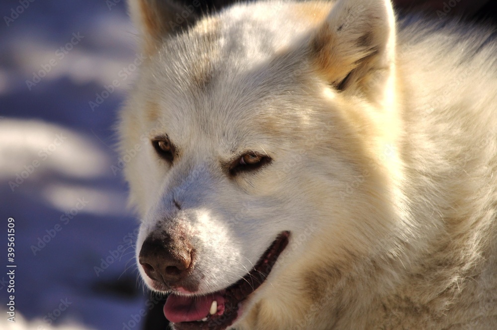 Obraz premium Chien du Groenland.