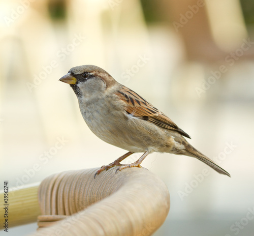 Sparrow on a chair