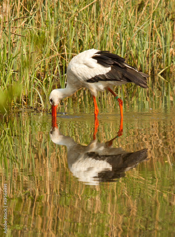 Fototapeta premium A stork