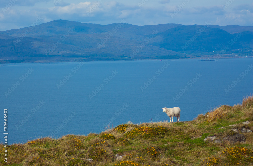 Obraz premium A typical Irish view