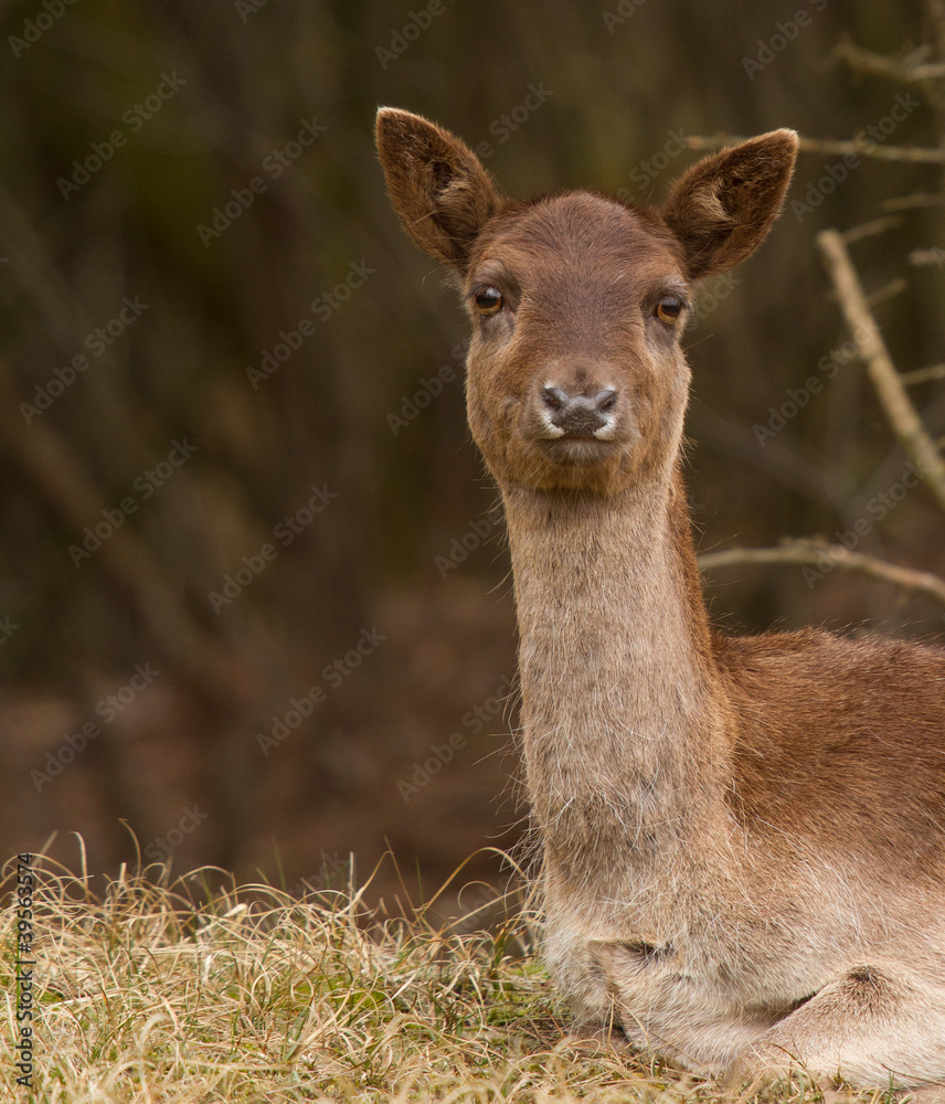 A fallow-deer A fallow-deer