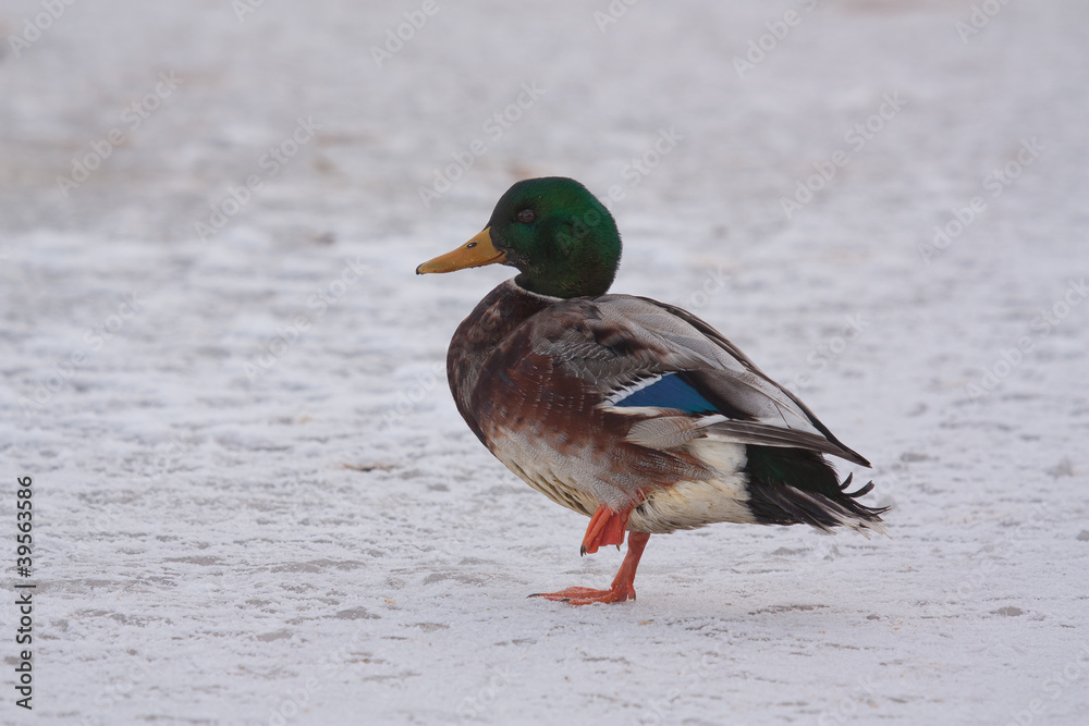 Obraz premium A wild duck on the ice