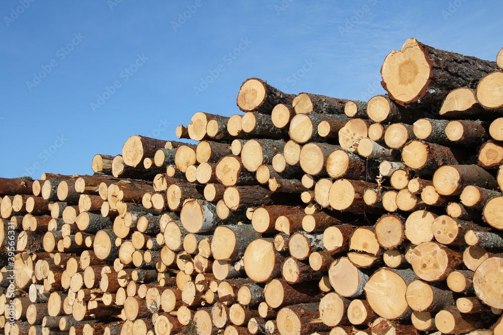 Cut Wooden Logs and Blue Sky