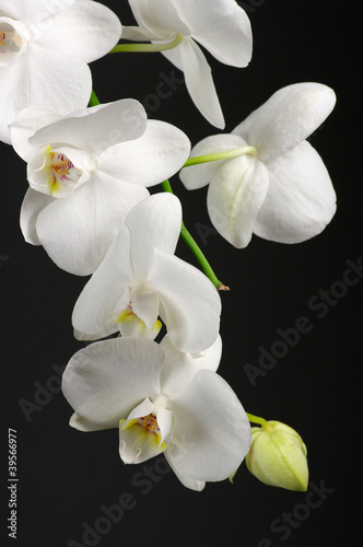 Orchid branch