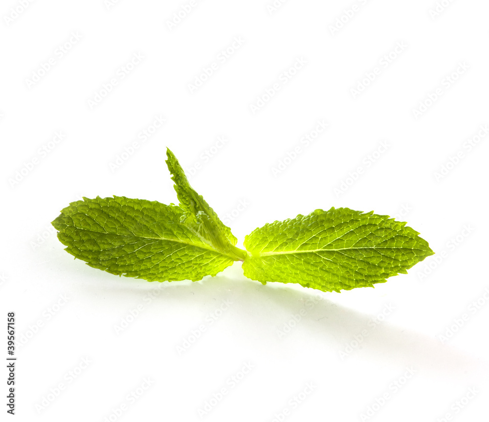 Fresh green mint Fresh green mint