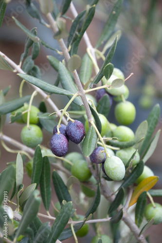 Olives on Branch