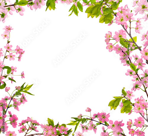 cherry-tree pink flowers isolated frame © Alexander Potapov