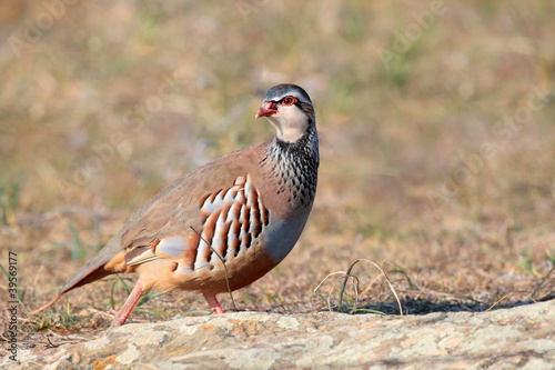 alectoris rufa