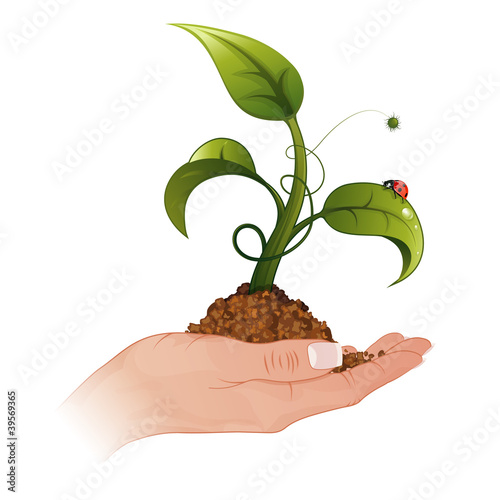 Woman Hand with the Sprout