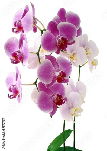 pink and purple orchid flowers