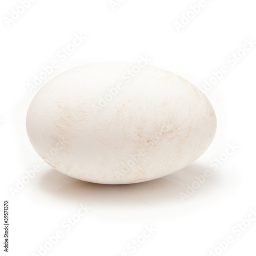 Goose egg isolated on a white studio background.