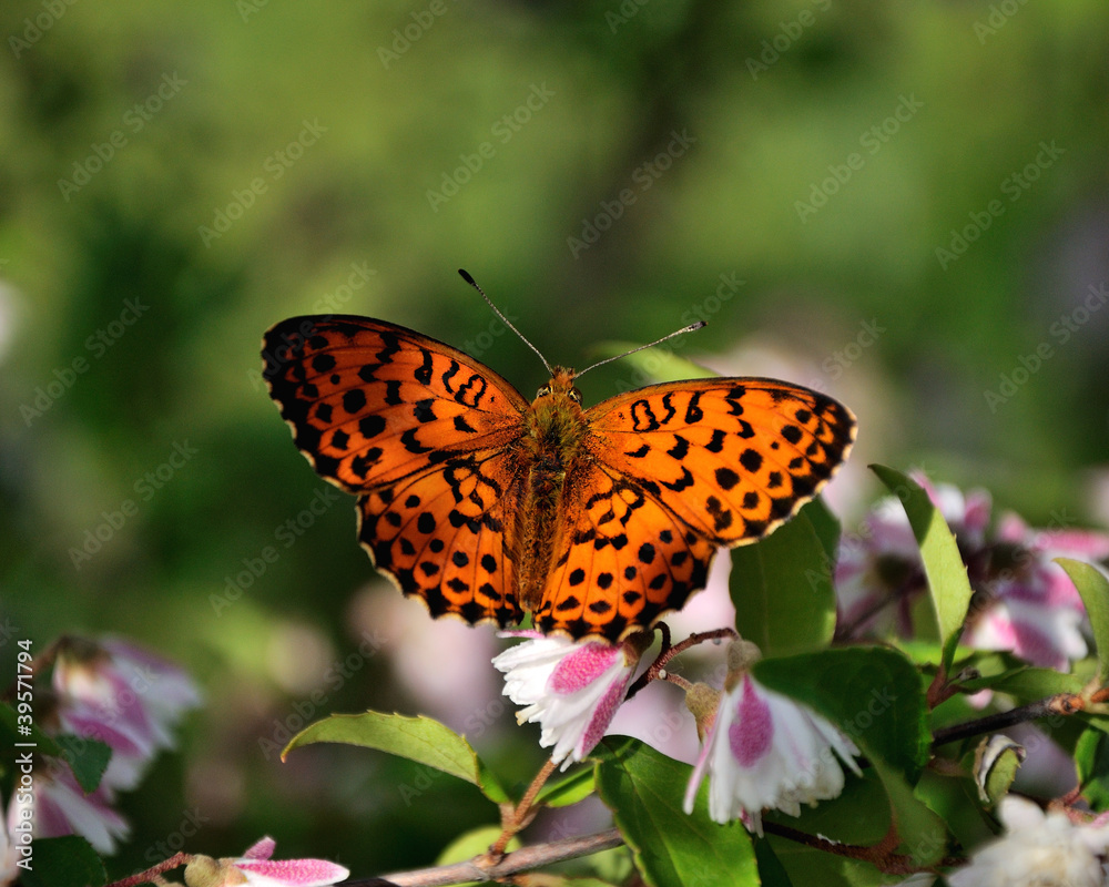 Obraz premium butterfly on a flower