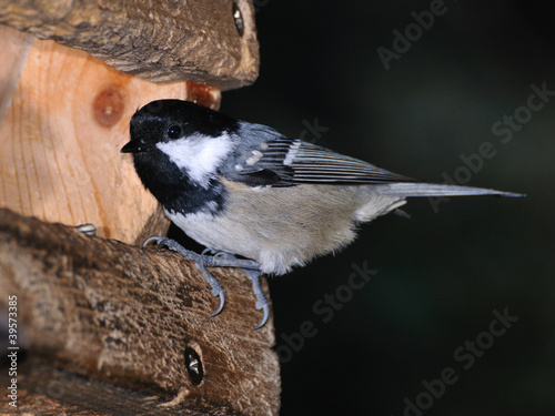 Coal Tit  at the entrance of a bird house photo