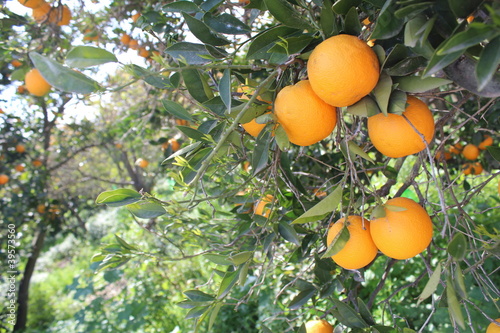 Tableau sur toile Oranges on a tree