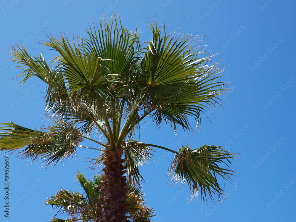 palm tree palm tree