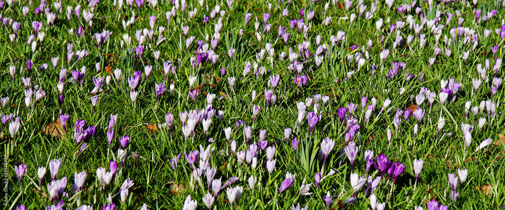 Profusion of Spring Crocuses Profusion of Spring Crocuses
