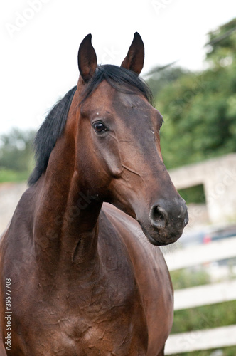 Portrait bay horse in the paddock