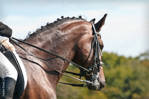 Beautiful sport dressage horse photo