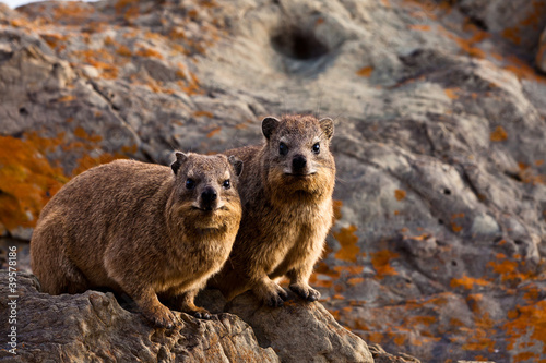 Pair of hyrax animals sitting on a rock photo