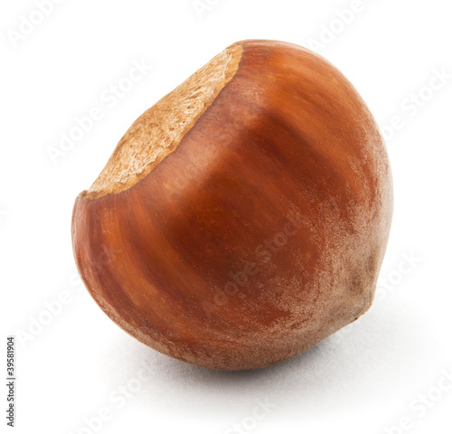 single hazelnut