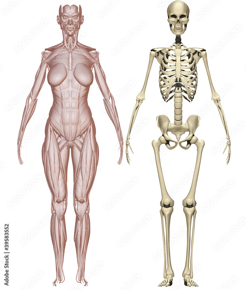 Muscoli e scheletro donna Stock Illustration