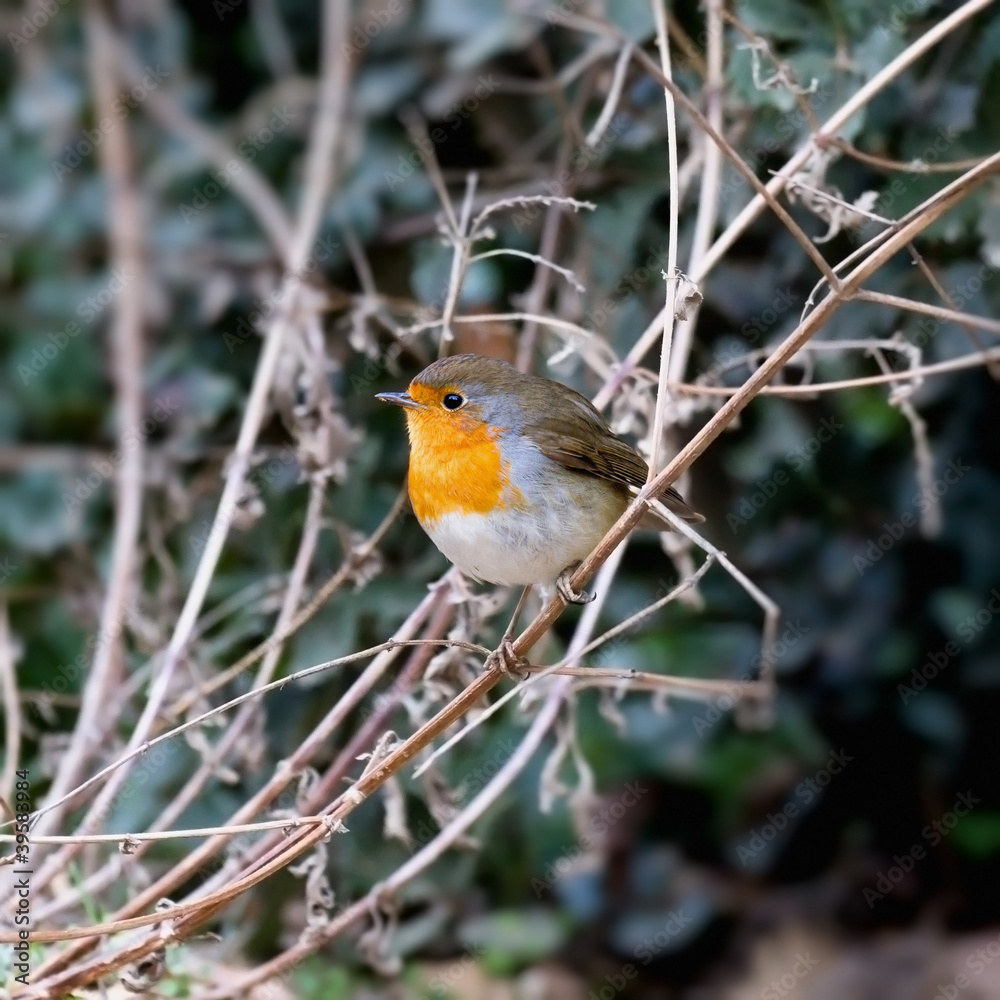 Robin Robin