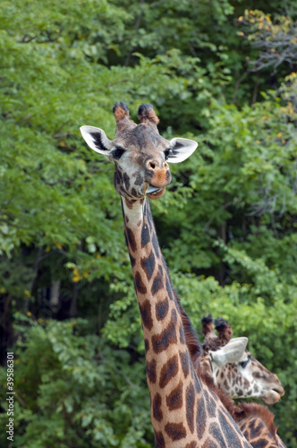 Masai Giraffe