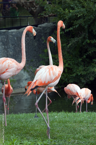 American Flamingo