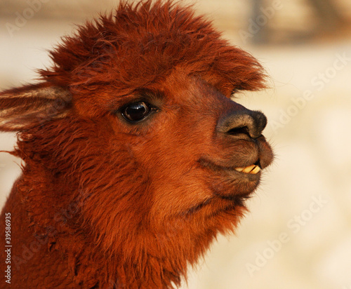Alpaca Suri