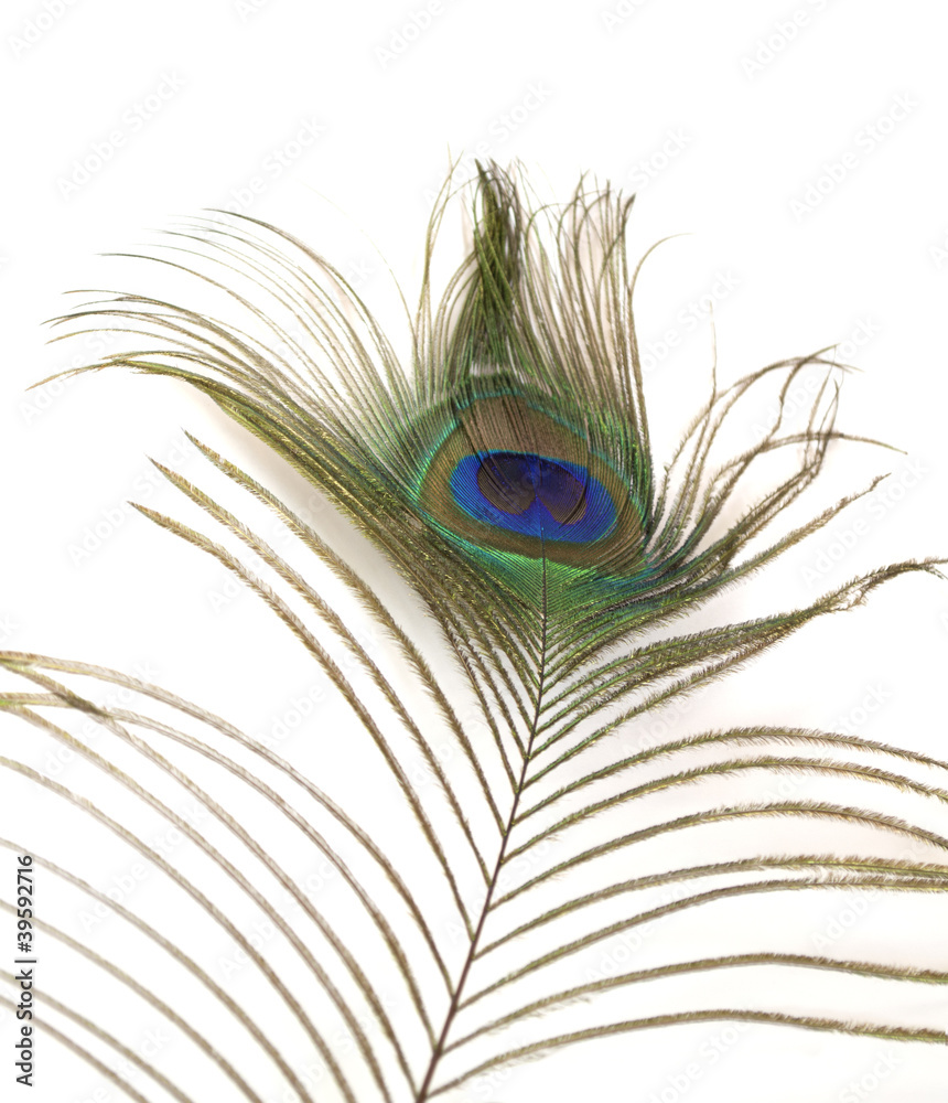 Fototapeta premium peacock feather