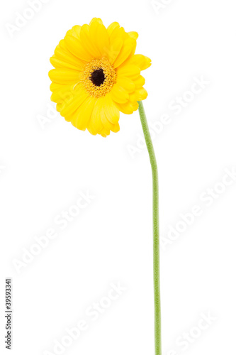 Fototapeta Naklejka Na Ścianę i Meble -  Gerbera daisy gelb