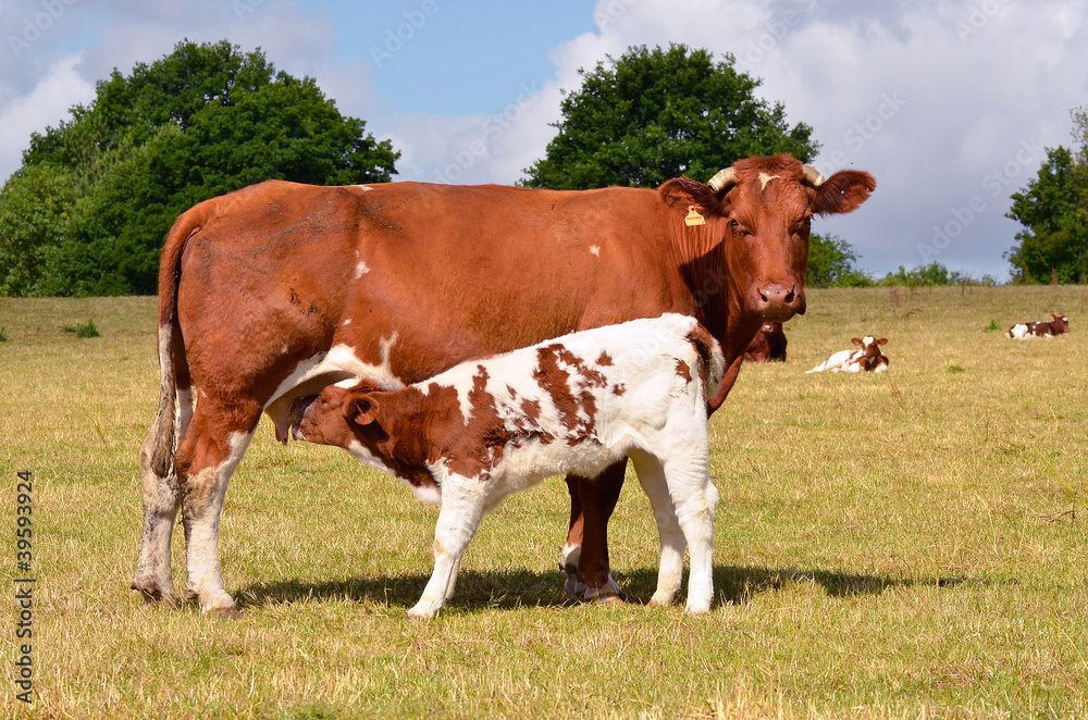 Brown cow and calf suckling in a prairie