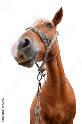 Fotografía horse portrait