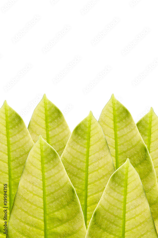 Obraz premium Green leaf isolated