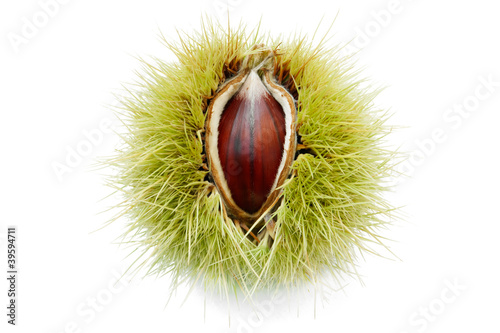 ripe chestnut pops up through its half opened husk