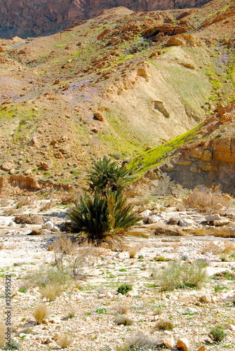 gorges de l'oued Selja 11 oasis photo