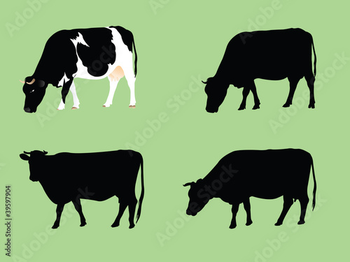 Cows