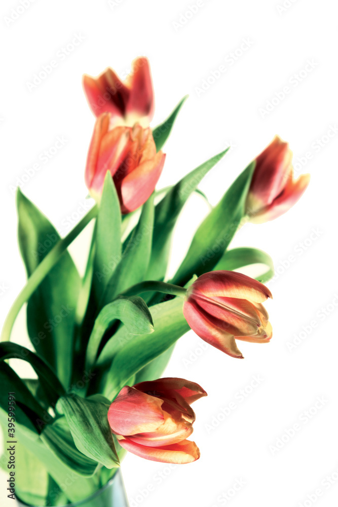 tulips isolated on white background. Vertical image tulips isolated on white background. Vertical image
