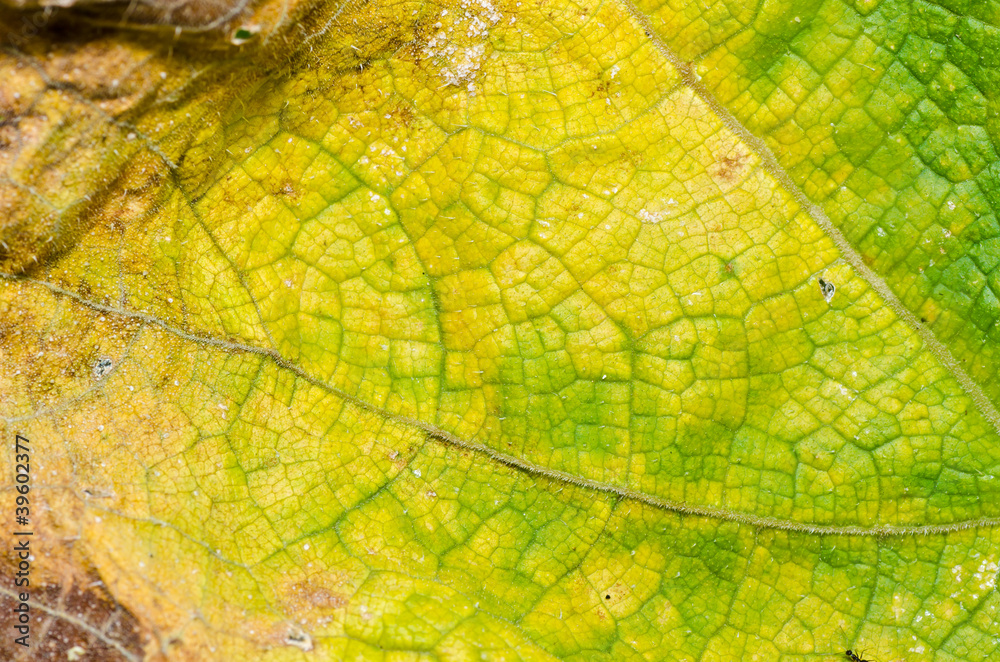 Obraz premium nature green leaf macro