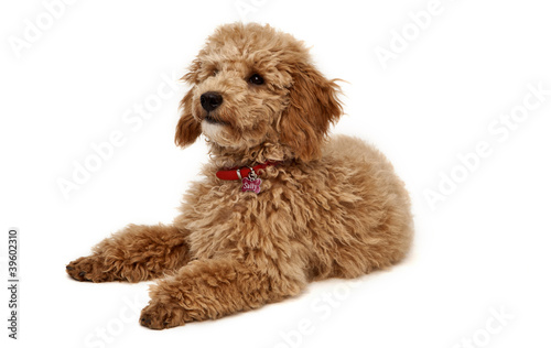 Poodle
