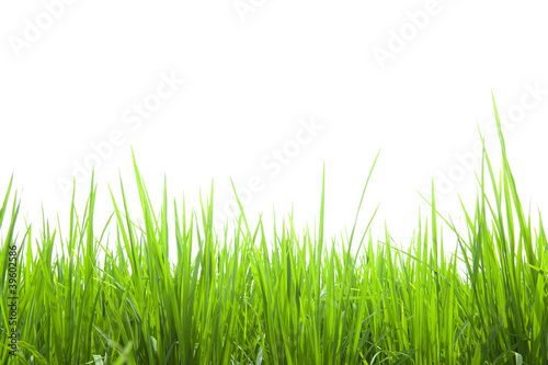 fresh green grass isolated on white