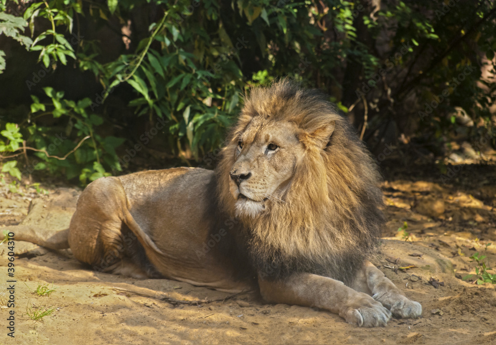 Obraz premium Male Lion