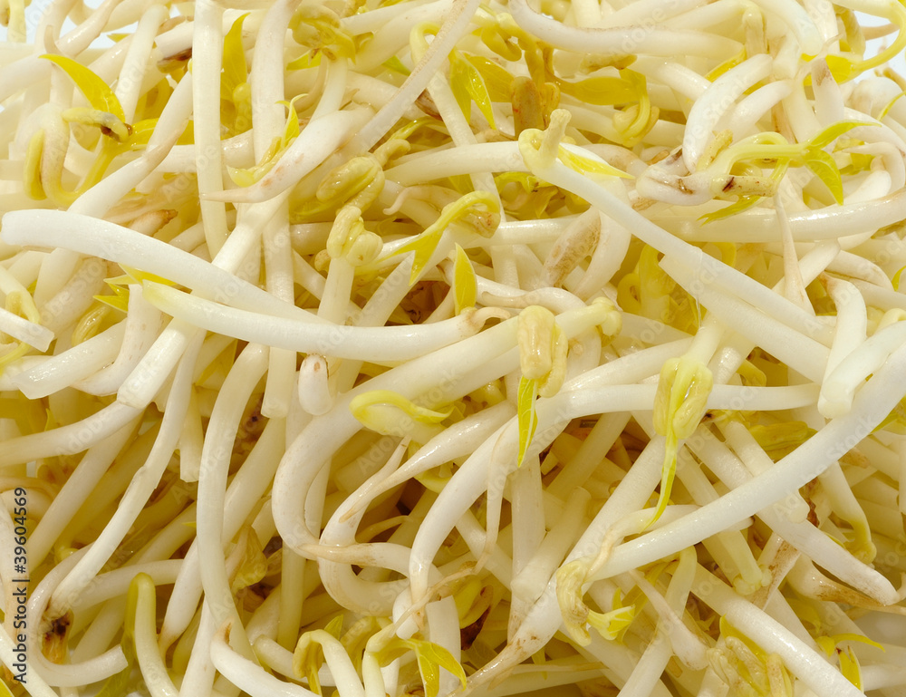 Close up of Bean Sprouts Close up of Bean Sprouts