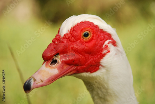 Pato Muscovy Duck