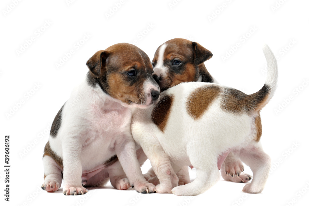 chiots jack russel terriers