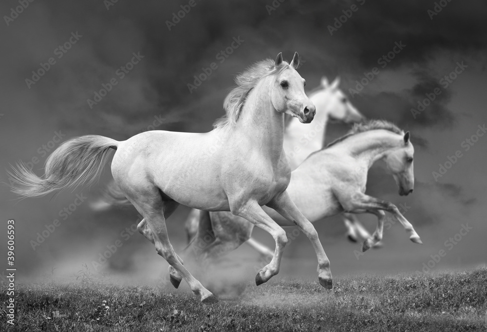 horses run